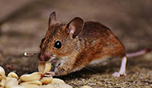 24 Hour & Emergency Exterminators in Lebanon, TN